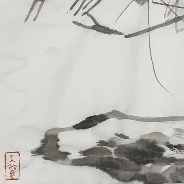 虾 局部图